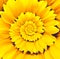 Sunflower infinity spiral abstract background.