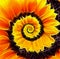 Sunflower infinity spiral abstract background.