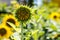 Sunflower with insect bee.