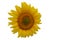 Sunflower isolate on a white background. Sunflower is blooming in the field. It is a valuable oilseed crop