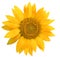 Sunflower isolated