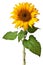 Sunflower isolated