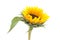 Sunflower on isolated