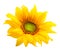 Sunflower isolated