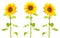 sunflower isolated pictures
