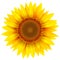 Sunflower isolated, vector flower
