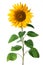 Sunflower isolated on white background