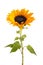 Sunflower isolated on white background. Seasonal nature background.