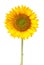 Sunflower isolated on white with clipping path