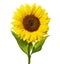 Sunflower isolated on white with clipping path