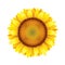 Sunflower isolated on white vector