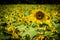 A sunflower in Jarrettsville, Maryland.
