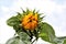 Sunflower,just opening wit green leaves against a cloudy sky
