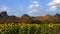 Sunflower at Kao Jeen Lae mountain in Lopburi, Thailand