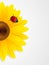 Sunflower and ladybird on white background.