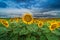 Sunflower Landscape