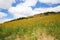 Sunflower landscape in Basque Country