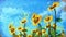 Sunflower landscape painting. Artistic Oil Painting Style