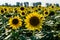 Sunflower landscape with ripened golden sunflower heads in sunset sunshine.