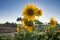 Sunflower on large sunflowers field