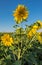 Sunflower on large sunflowers field