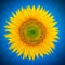 Sunflower of Life