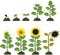 Sunflower life cycle. Growth stages from seed to flowering and fruit-bearing plant