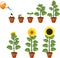 Sunflower life cycle. Growth stages from seed to flowering and fruit-bearing plant