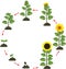 Sunflower life cycle. Growth stages from seeding to flowering and fruit-bearing plant