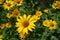 Sunflower like composite flowerheads of Heliopsis helianthoides