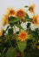 Sunflower like Van gogh\'s