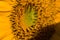 Sunflower macro