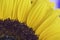 Sunflower macro