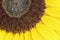 Sunflower macro