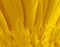 Sunflower Macro Detail