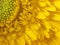 Sunflower Macro Detail