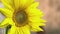 Sunflower macro detail