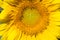 Sunflower macro shot