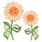 Sunflower marker bright orange flower with leaves hand drawn line stroke