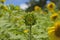 Sunflower Maze at Sweet field farms in Masaryktown, Florida.