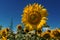 Sunflower meadow, blue sky