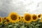 Sunflower On A Meadow With Overcast Sky