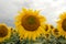 Sunflower On A Meadow With Overcast Sky