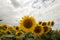 Sunflower On A Meadow With Overcast Sky