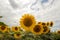 Sunflower On A Meadow With Overcast Sky