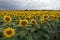 Sunflower On A Meadow With Overcast Sky