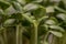 Sunflower microplants closeup