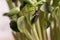 Sunflower microplants closeup after germination process