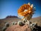 a sunflower in the middle of a desert with mountains in the background.