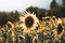 Sunflower on the middle of a garden. Nature scene with details, eco ambient for decoration or texture. Details of plants and flowe